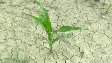 非常干旱的干田，玉米玉米玉米玉米玉米，干燥土壤